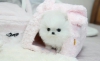 Pomeranian puppie`@@@$%& @ (atlanta) ## $